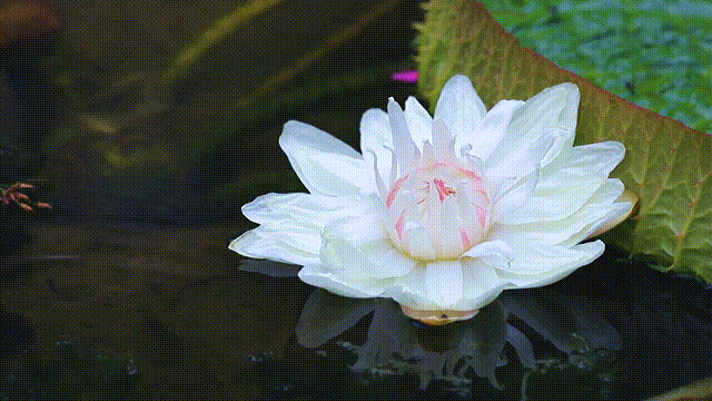 什么情况？南京的樱花开了！