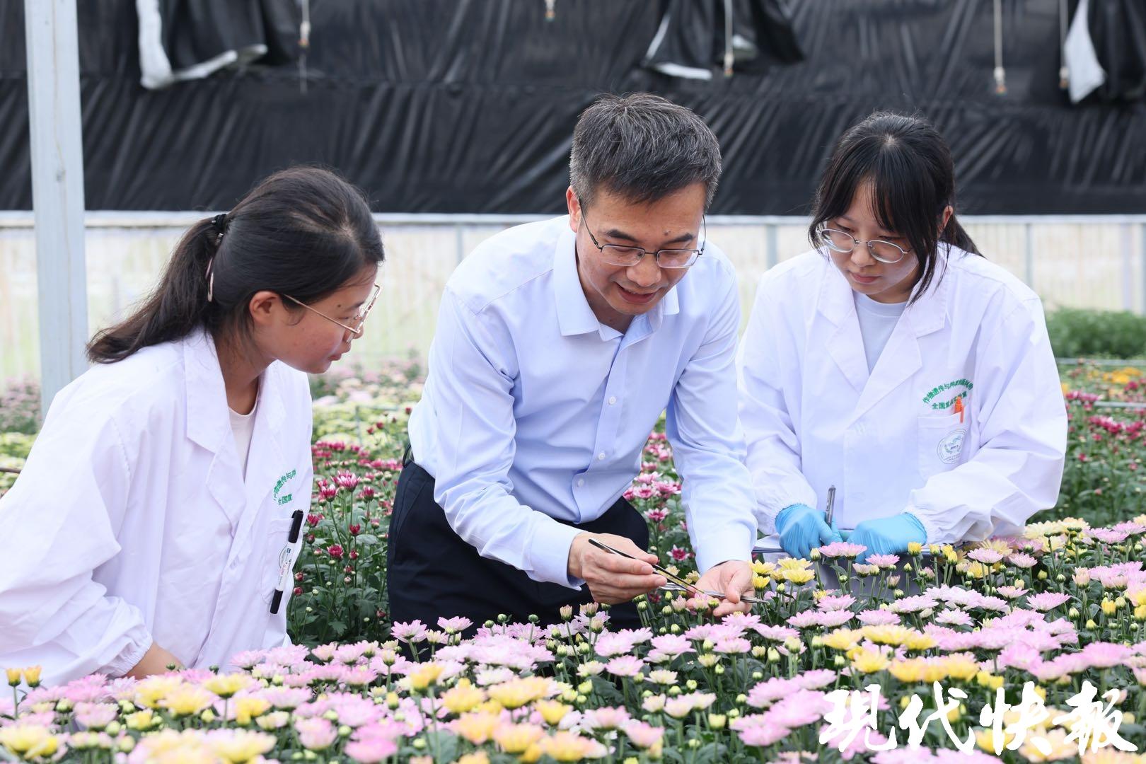 南京农业大学大学校长、菊花遗传与种质创新利用团队负责人陈发棣（左二）