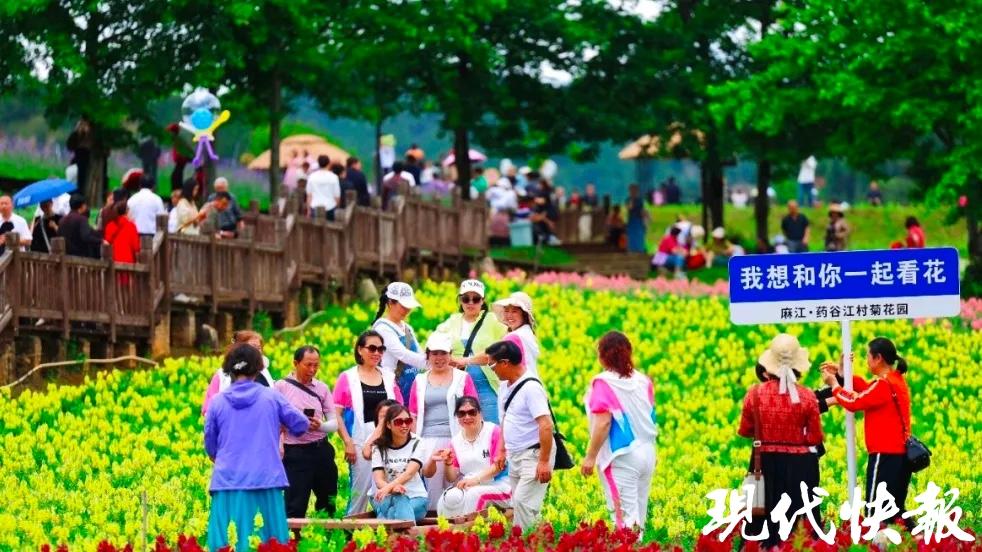 一朵菊花激活“共富密码”