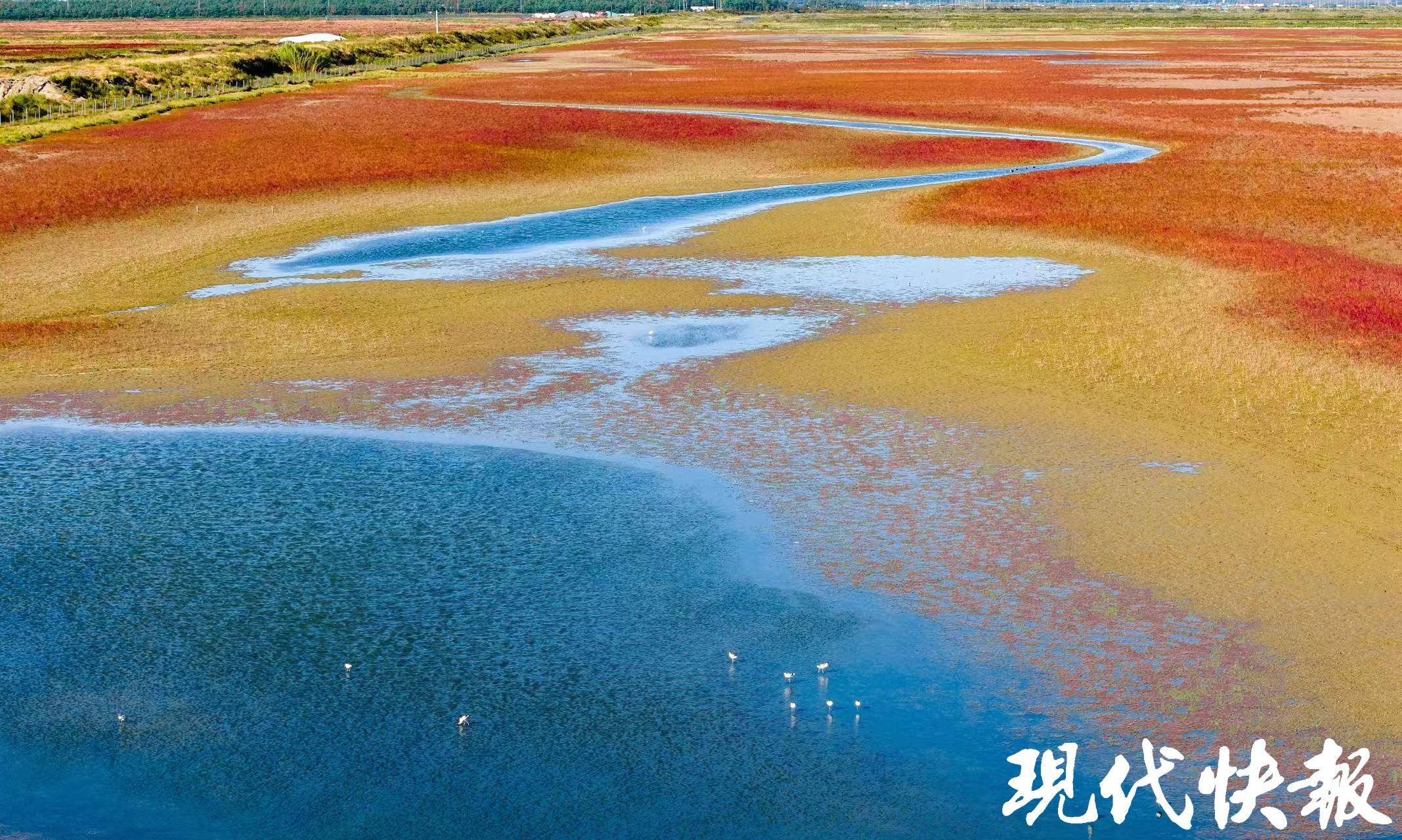 盐城条子泥湿地,红了!
