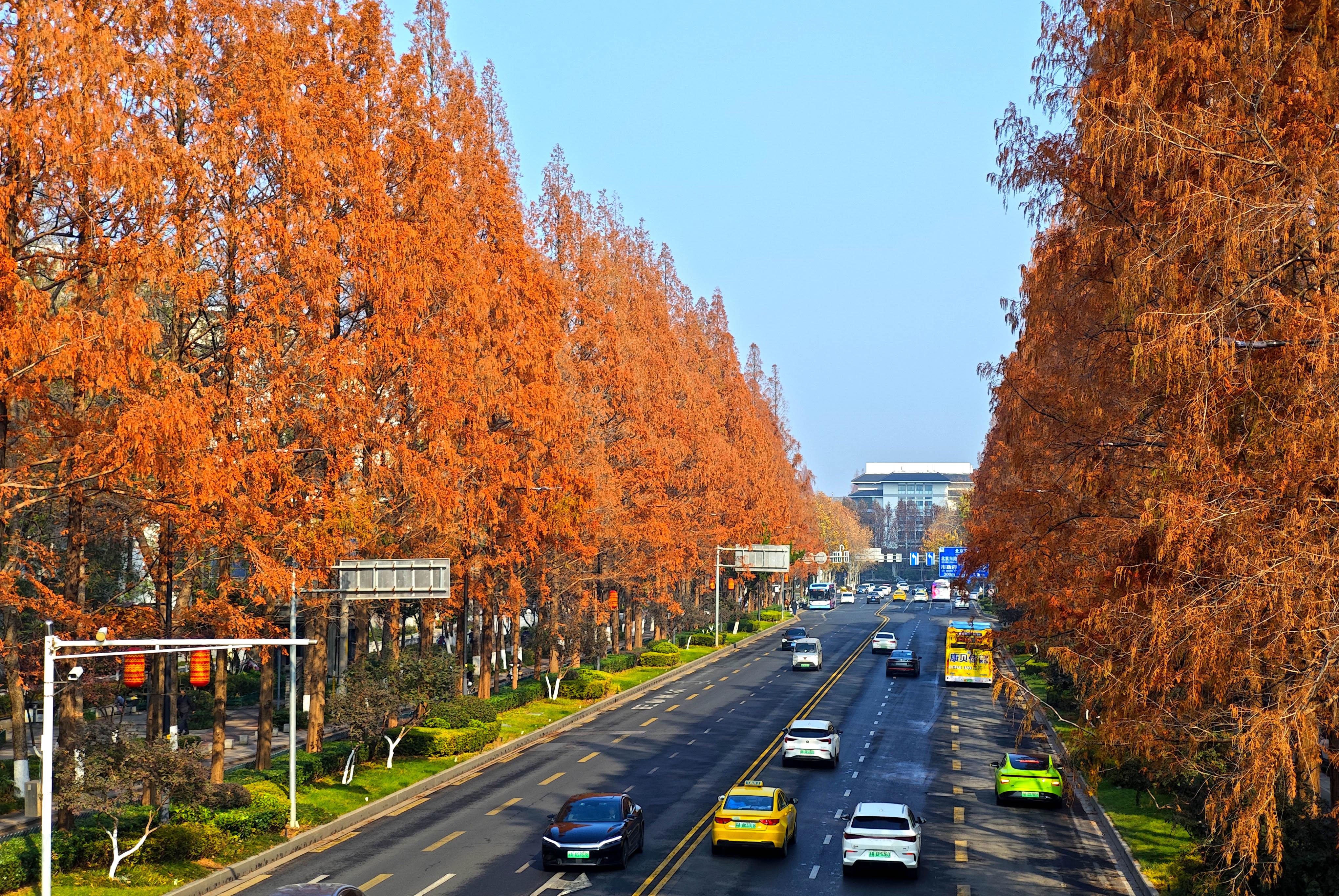 一键解锁冬日浪漫，南京这些杉树秘境美如画