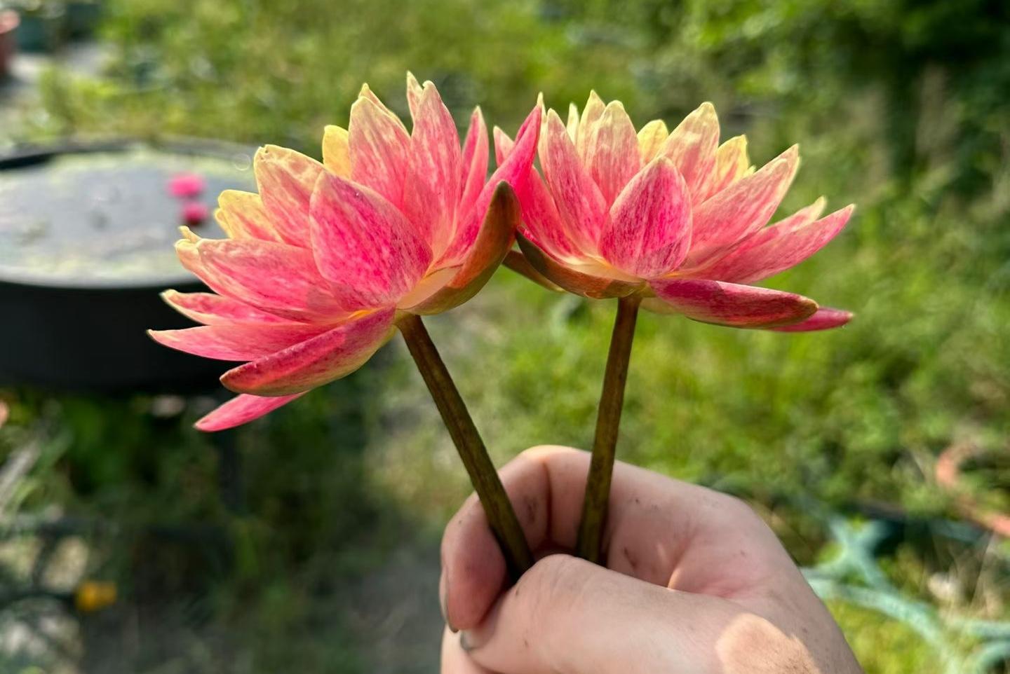 常州“睡莲小子”再夺国际大奖，新品种叫“凤凰”