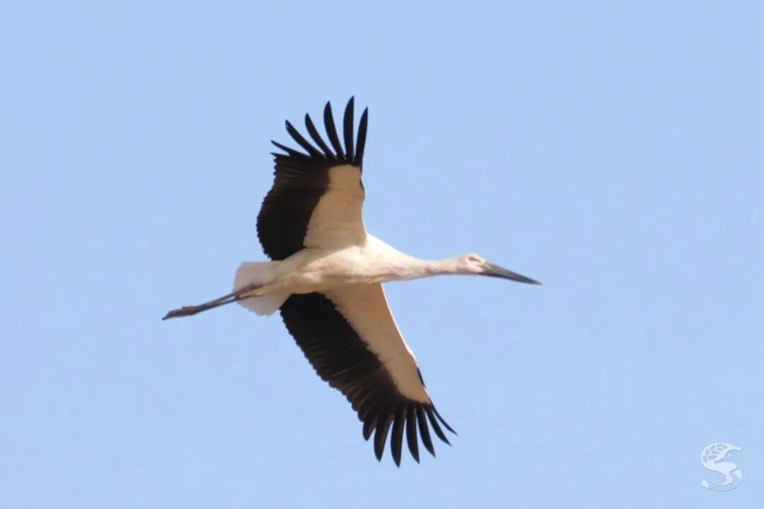 2025年共计335种鸟类在苏州被观察记录到，有6个新记录