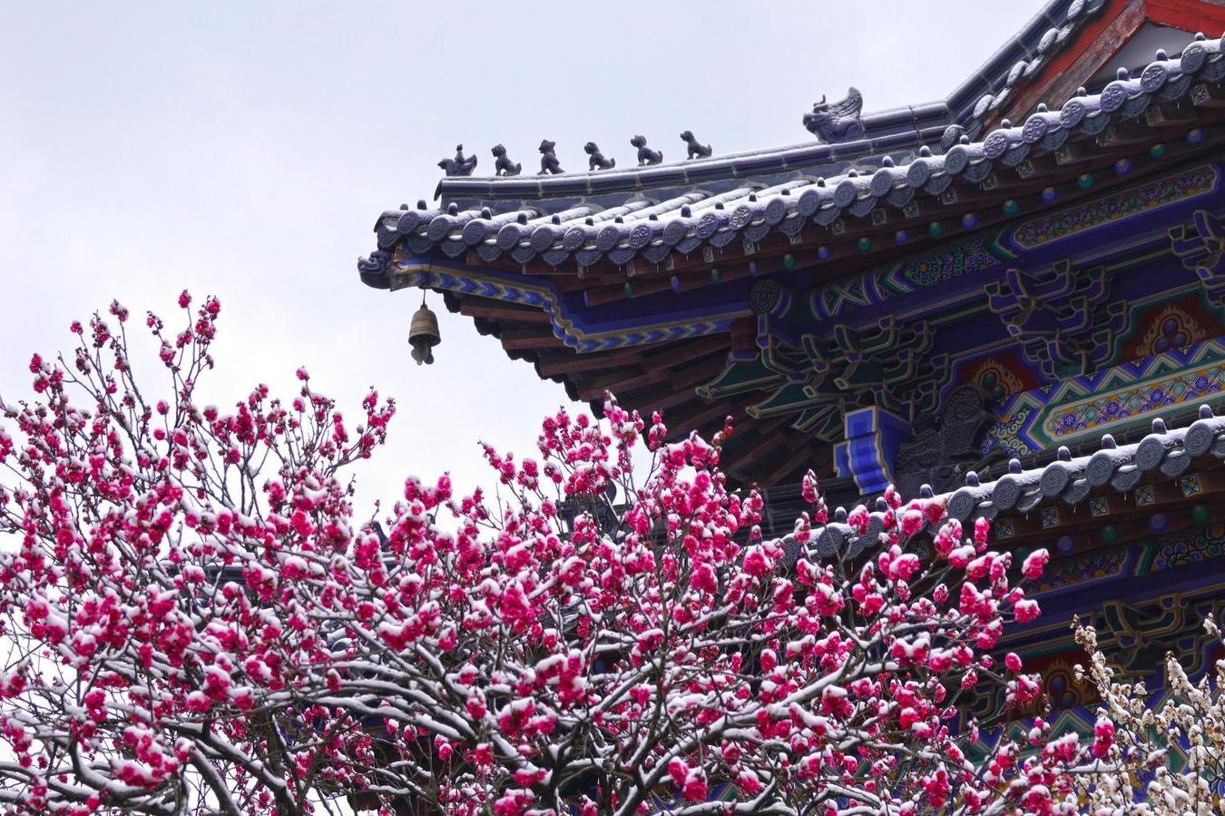 走！到南京梅花山赴一场雪梅之约