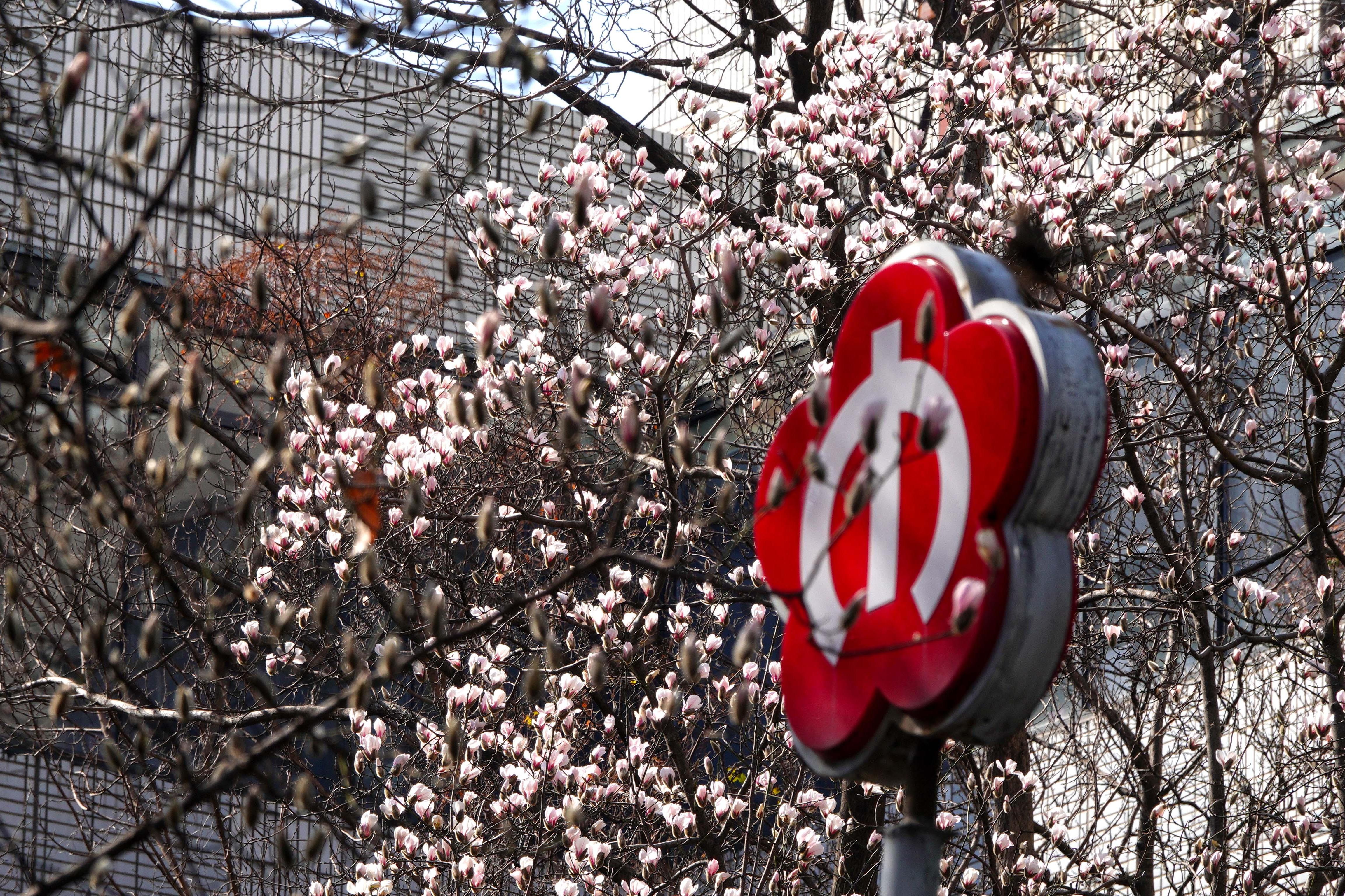 地铁站“报春信使”绽放，南京人提前过上“春天”