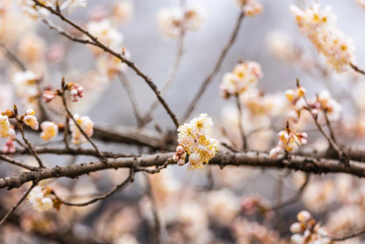 南京玄武湖樱洲樱桃花渐次绽放