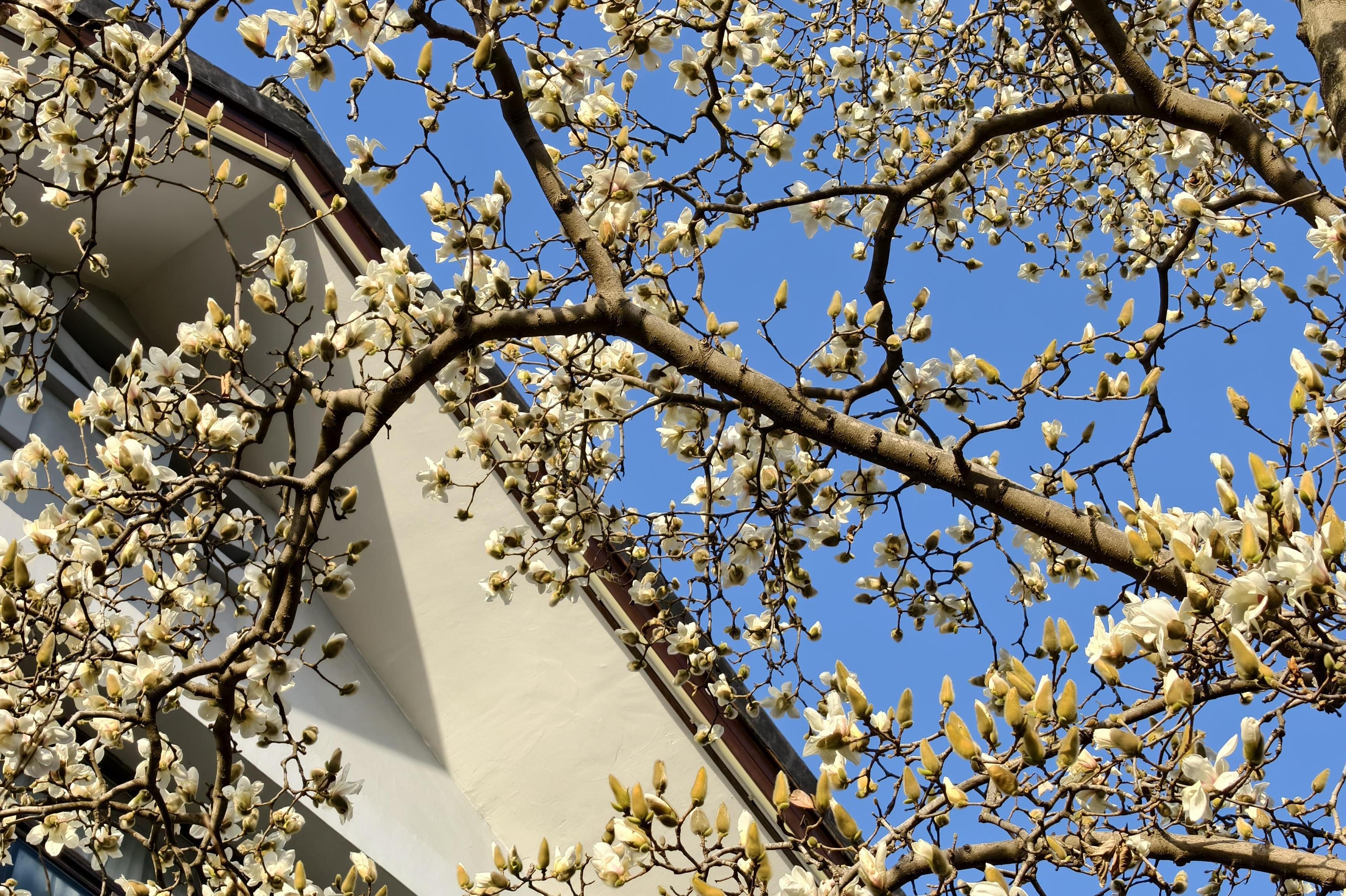 96岁宝华玉兰即将进入颜值巅峰，快来扬州打卡吧