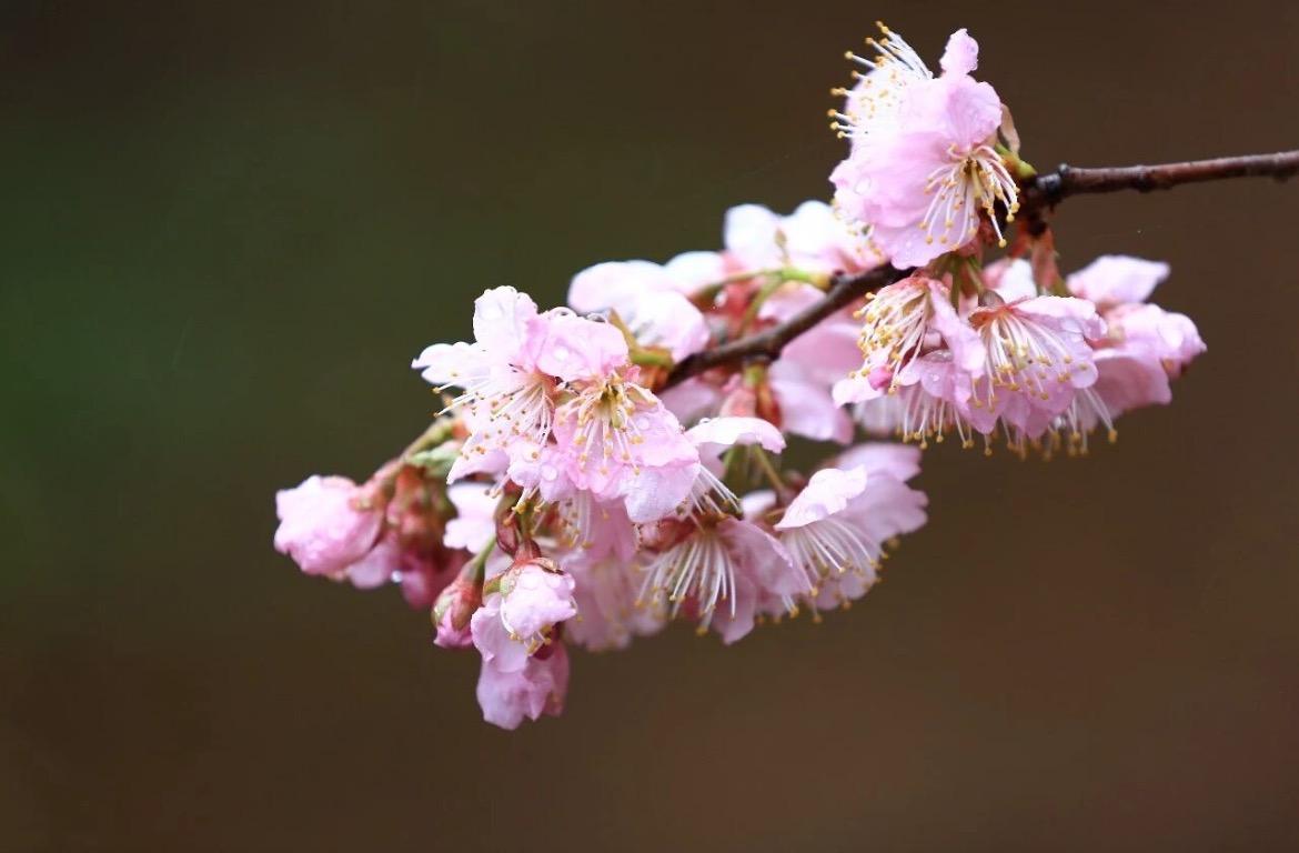暖冬“催”樱开！南京中山植物园“初美人”提前盛放