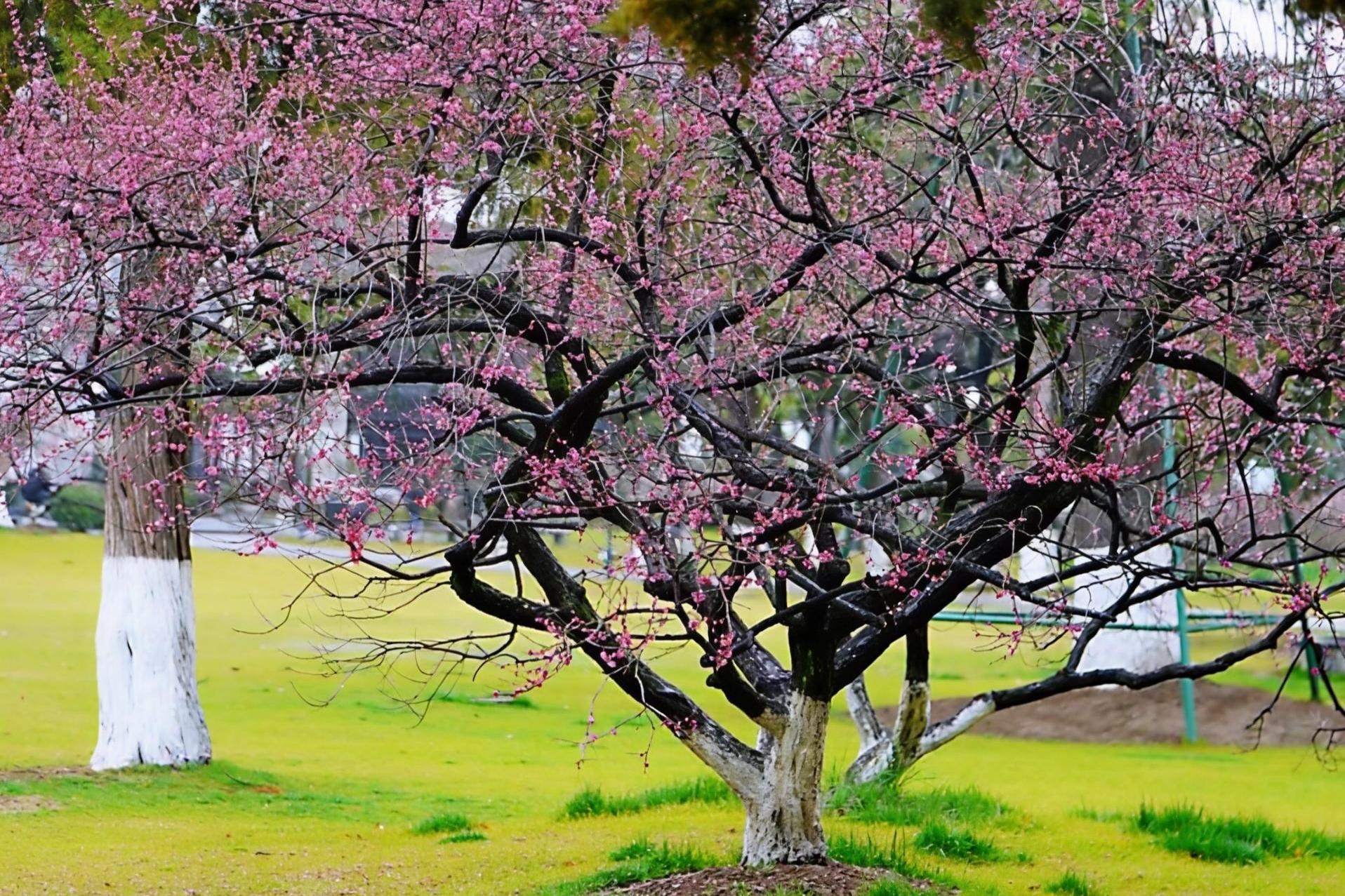 南京入春刷新纪录！江苏3月雨水开场，元宵节赏灯不受影响