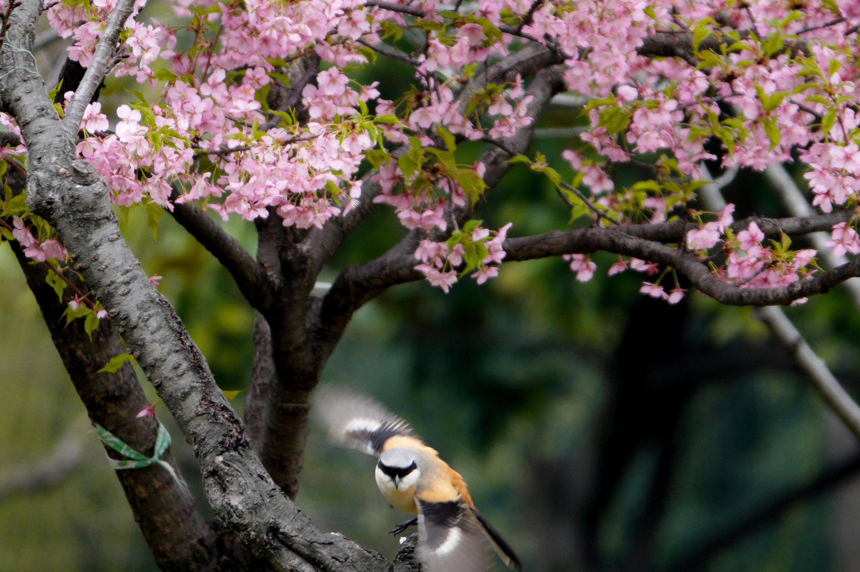 惊蛰，春雷一声万物生