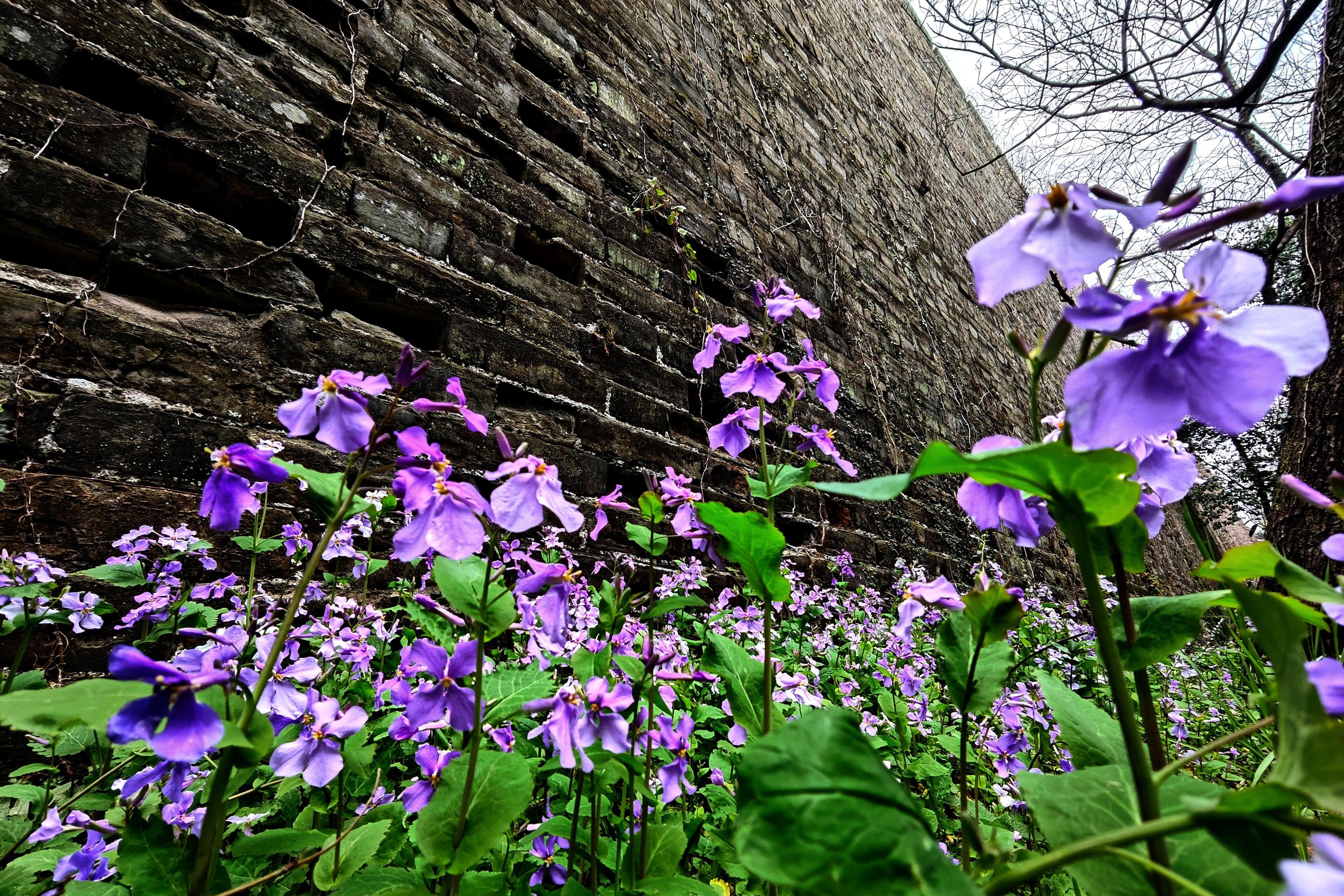 二月兰盛开，紫色浪漫氛围感拉满