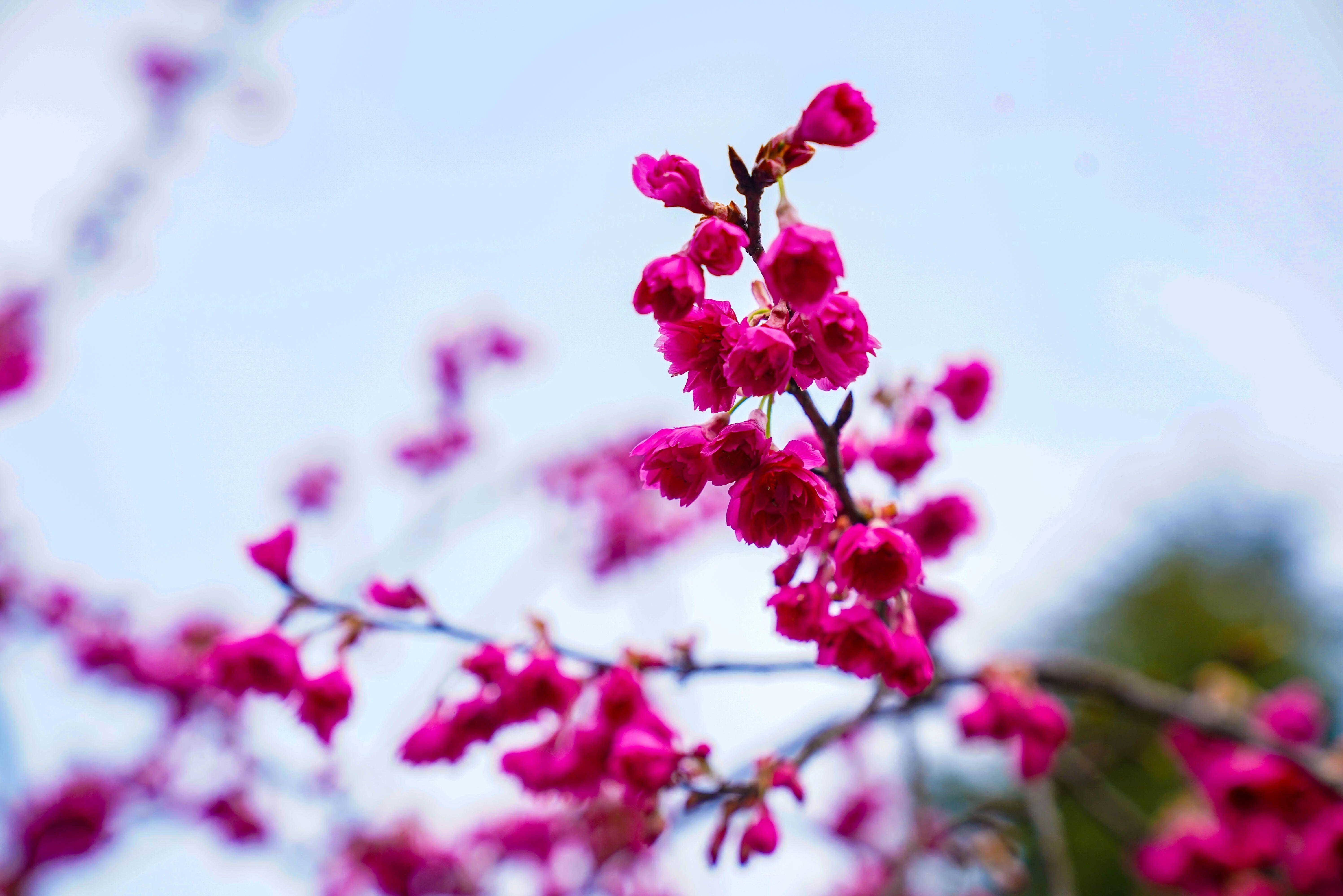 @南京人，燕子矶樱花大道“消息树”开花啦！