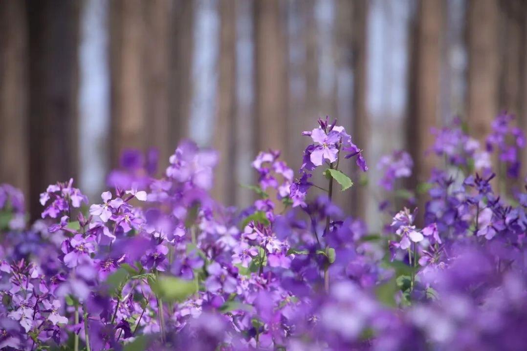 紫兰初绽，南理工邀你共赴春日美好之约