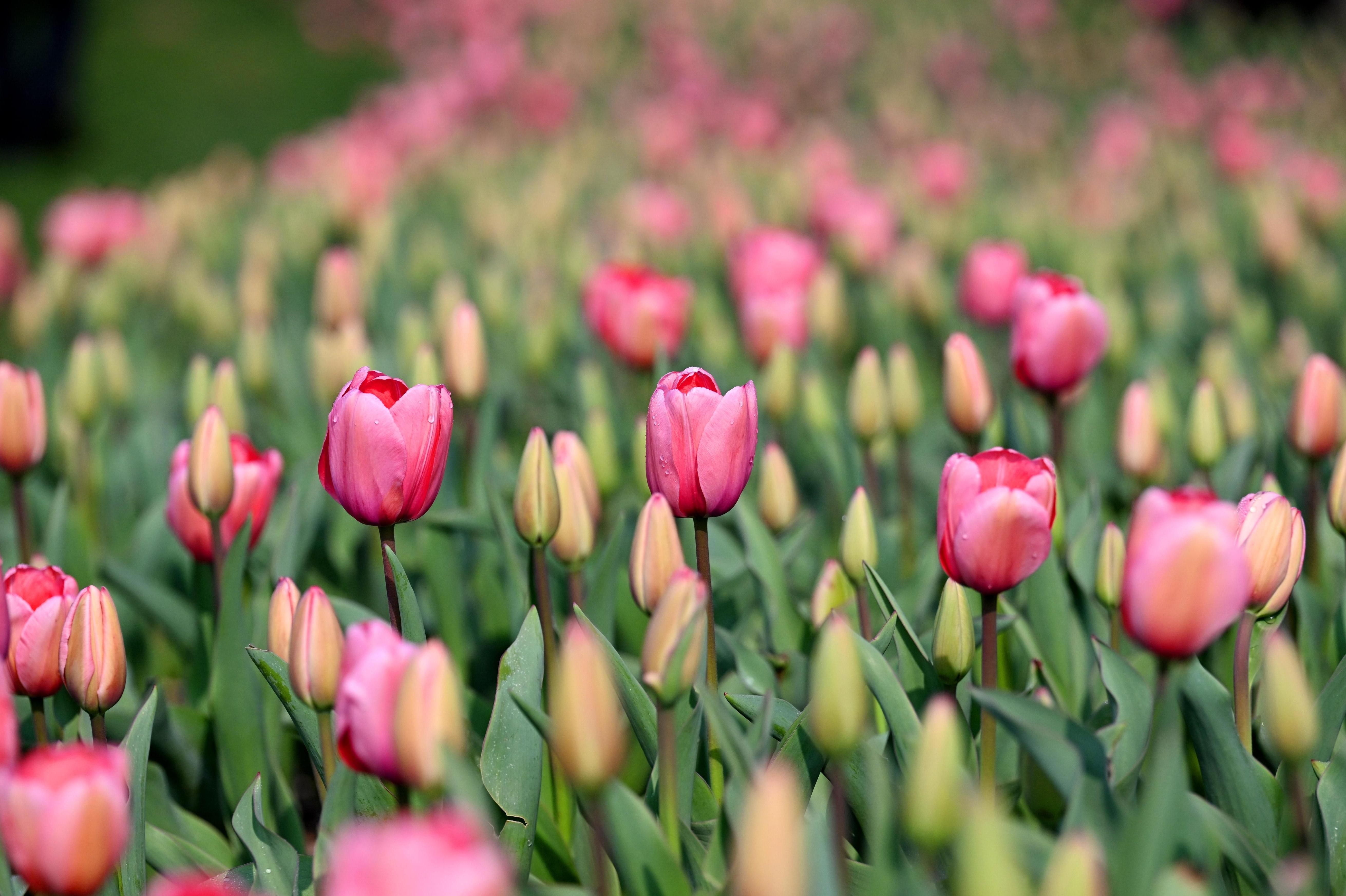 35万株郁金香绘就江南春日画卷，南京中山植物园春季花展启幕