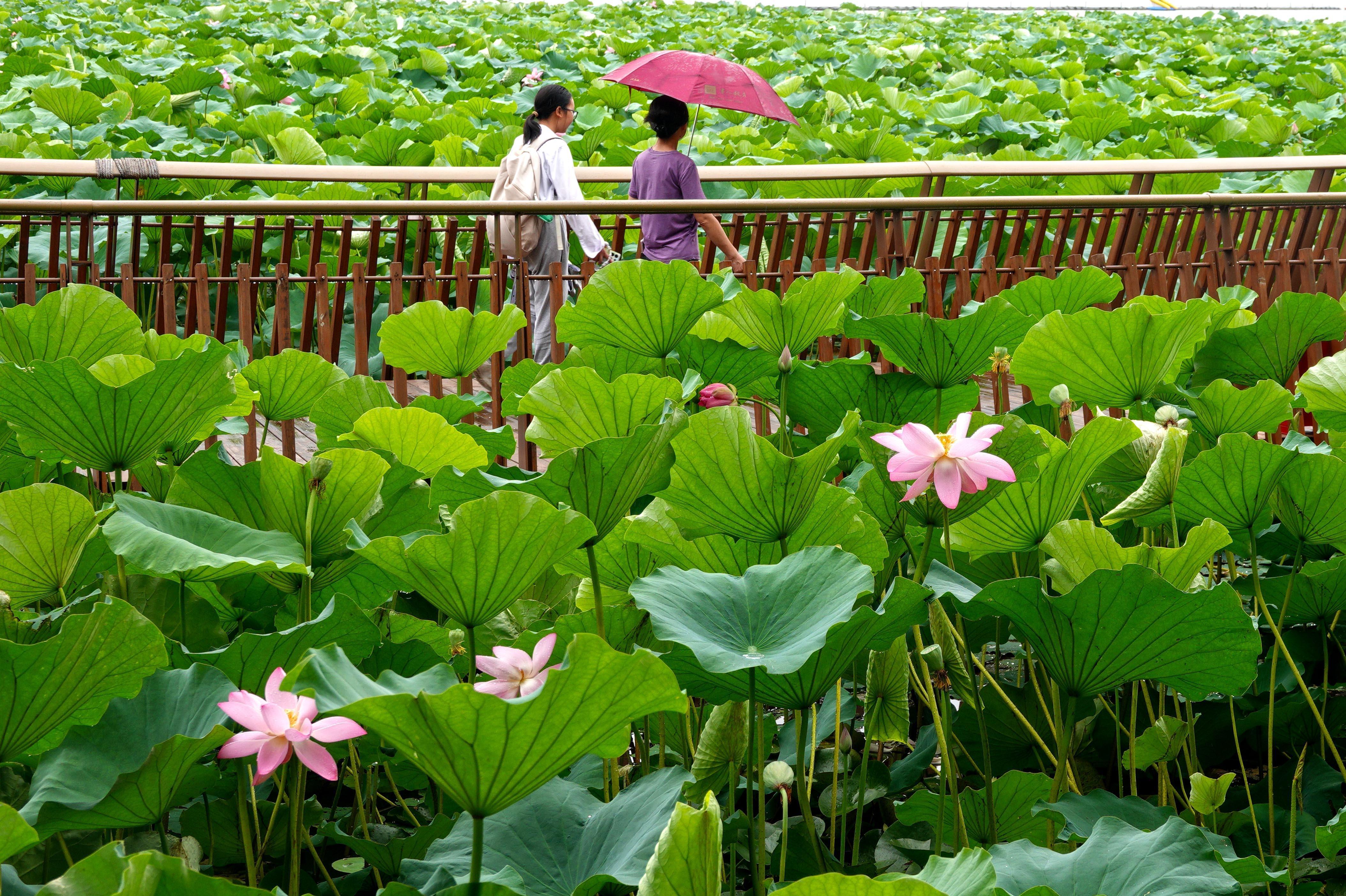 江南梅雨季，南京荷花美成诗词中的模样