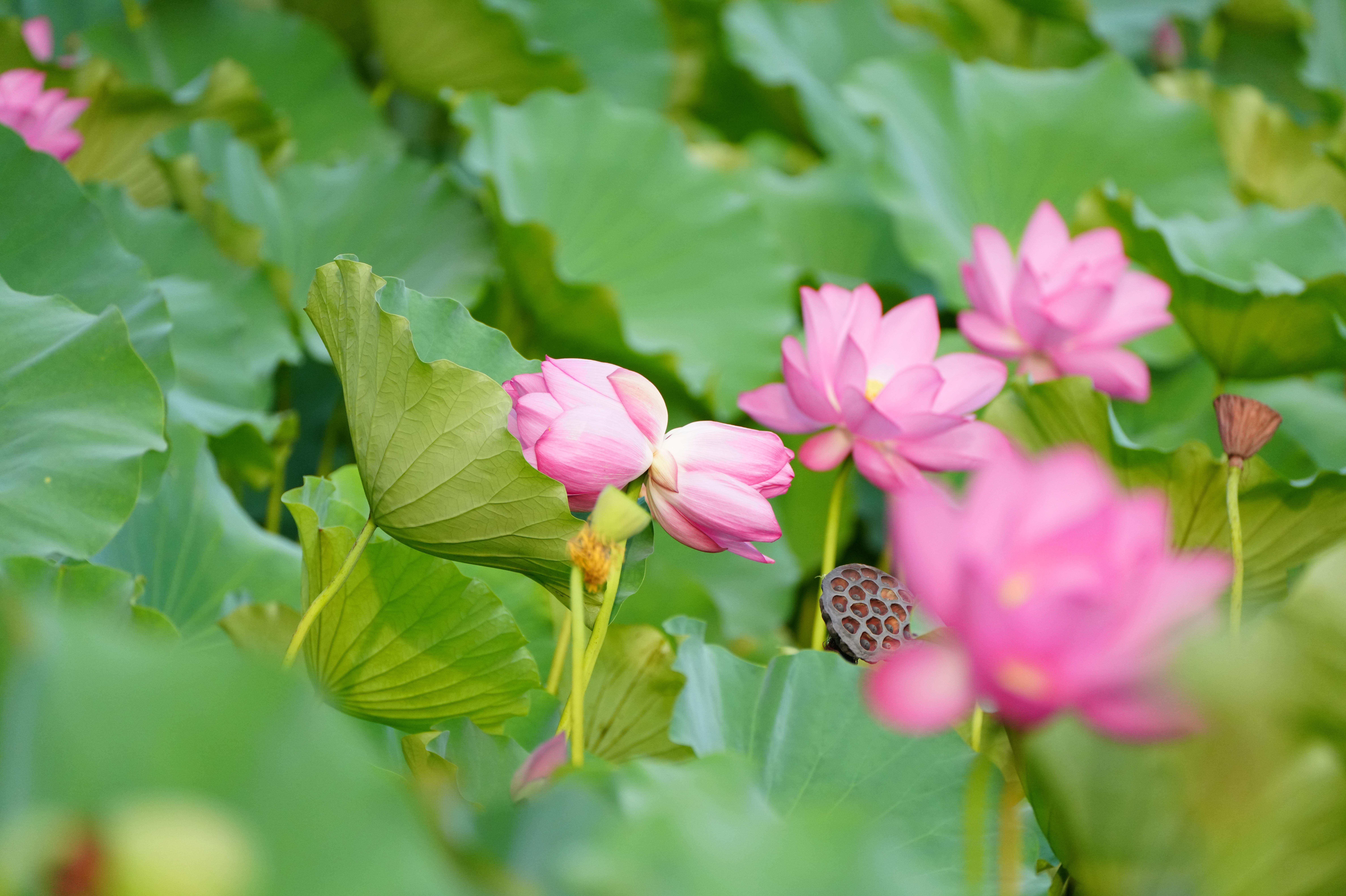 “十万里挑一”的好运“莲莲”！泰州荷塘长出罕见并蒂莲