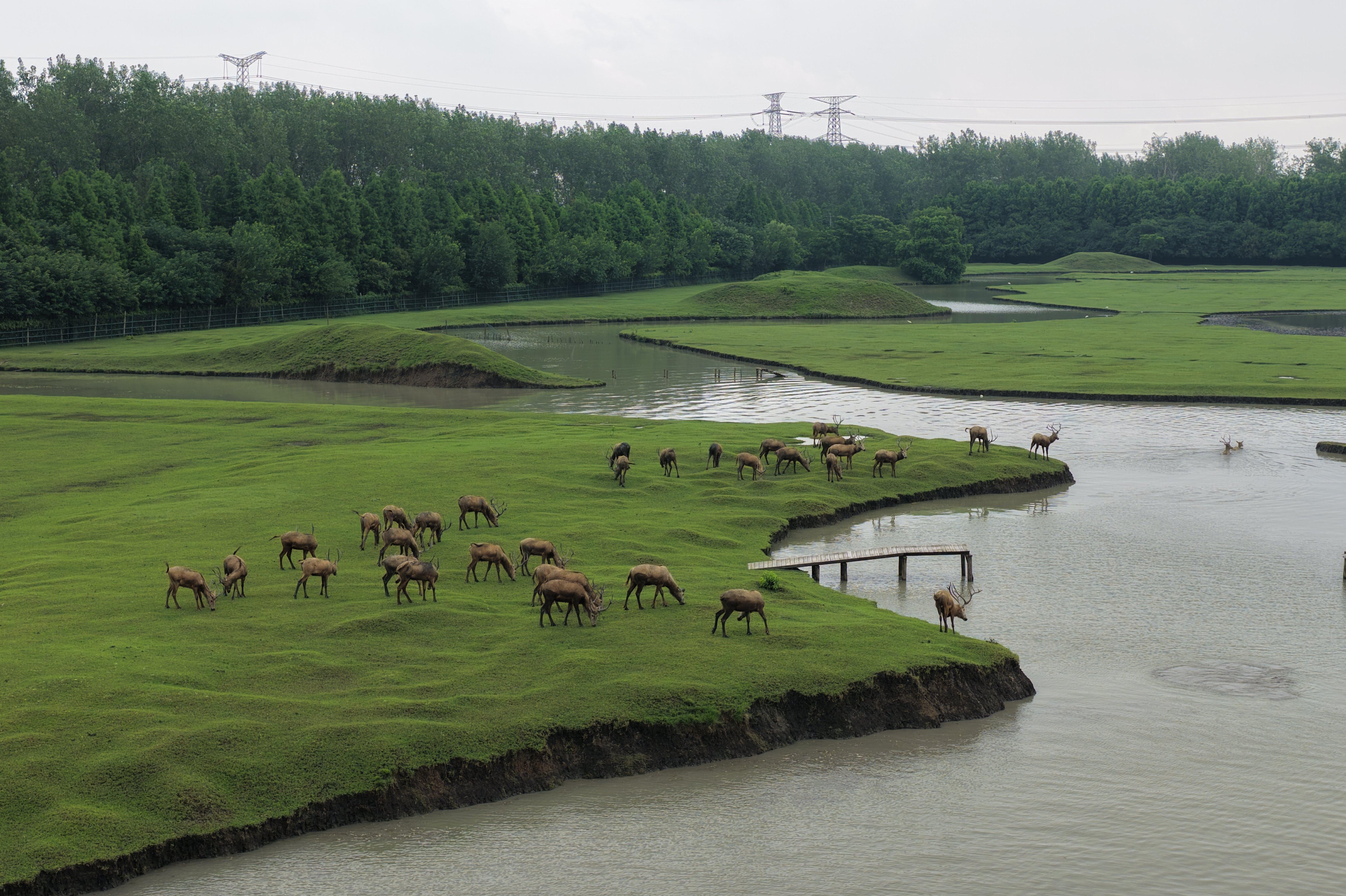麋鹿成群悠然度夏，绘就姜堰溱湖湿地和谐共生画卷